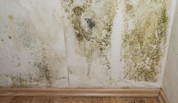 Mold & Mildew